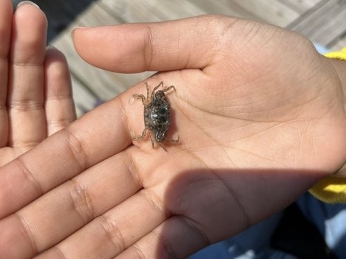 small crab in student's hand