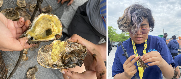 student opens oyster and holds crab