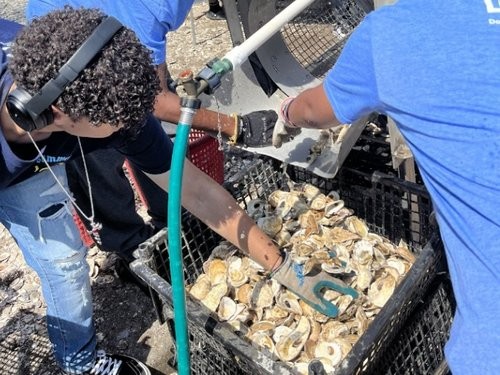 many oysters are in a bucket and student washes their shells